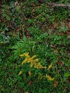 Image de <i>Solidago <i>canadensis</i></i> var. canadensis