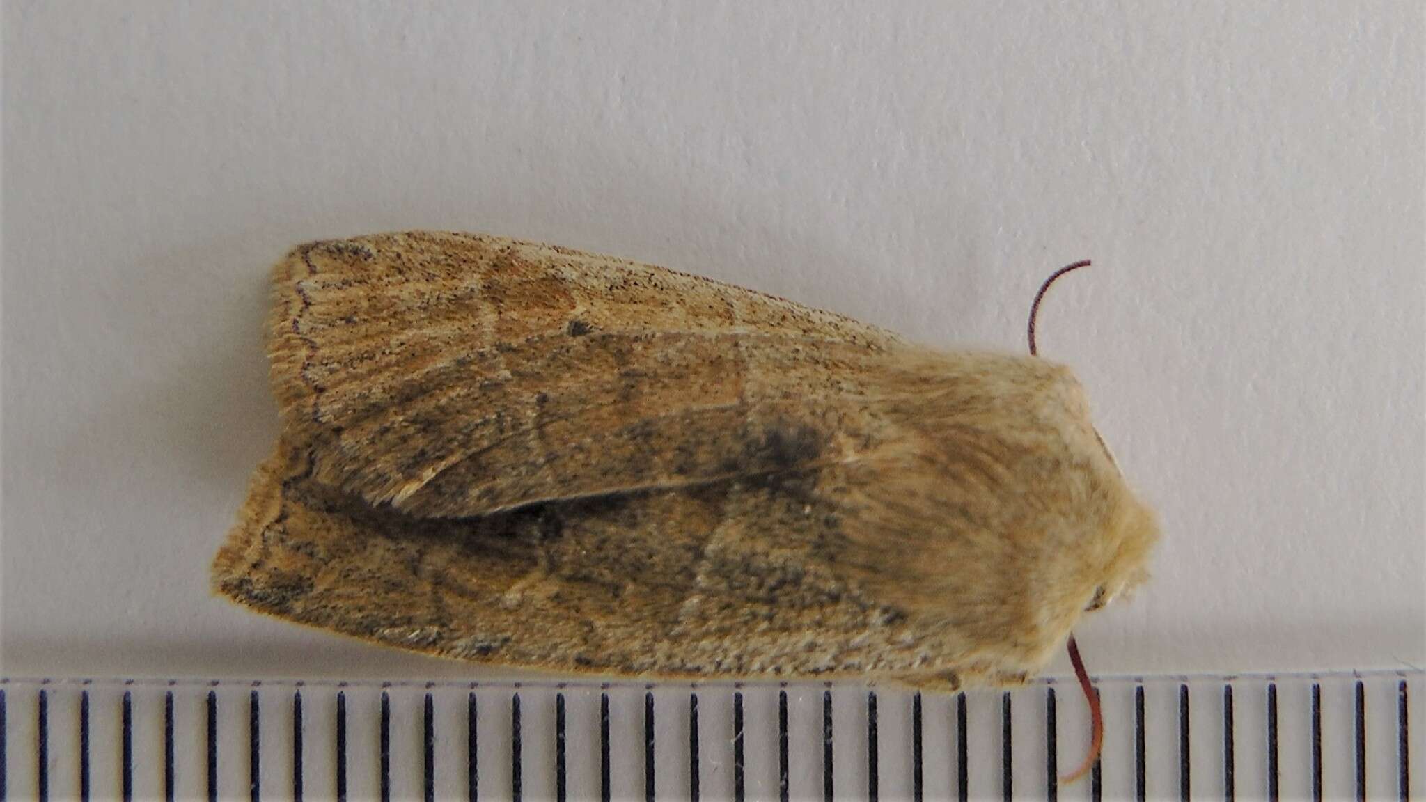 Image of Morrison's Sallow