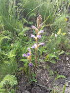 Image of Phelipanche purpurea subsp. purpurea