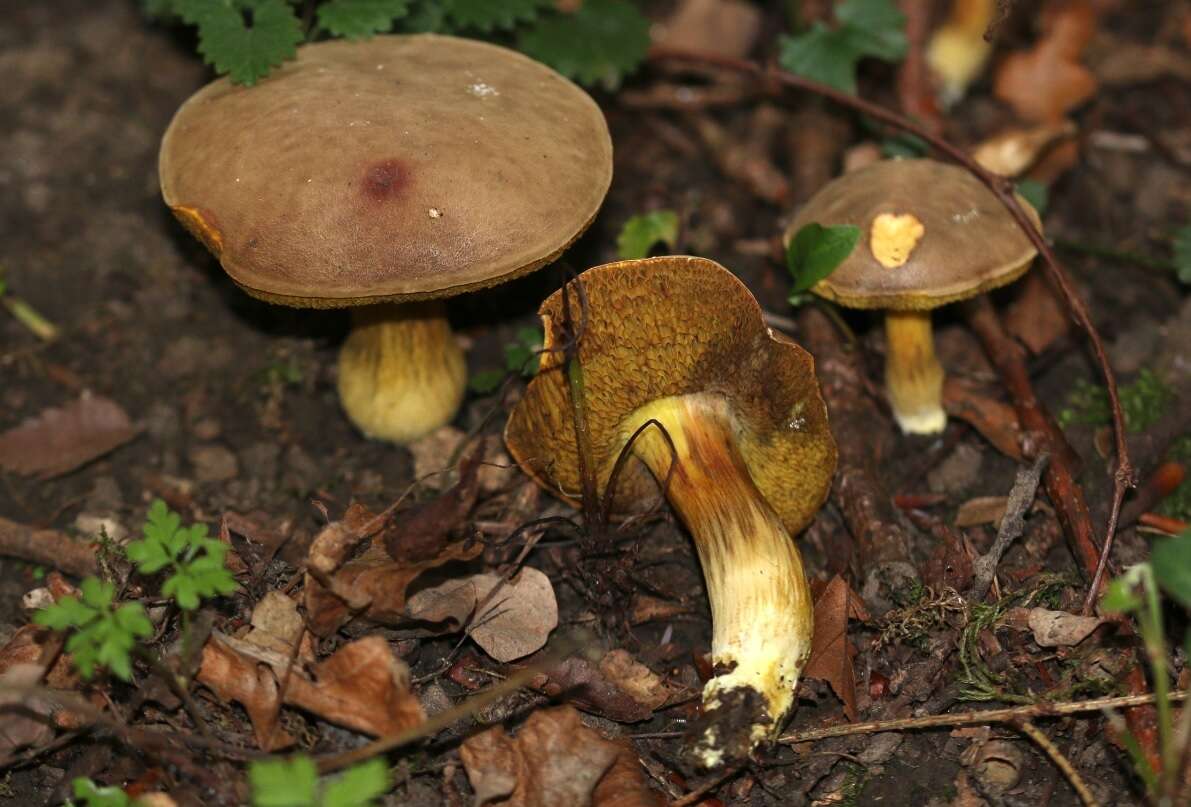 Image de Hortiboletus engelii (Hlaváček) Biketova & Wasser 2015