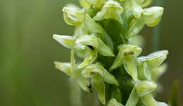 Image of Northern green orchid