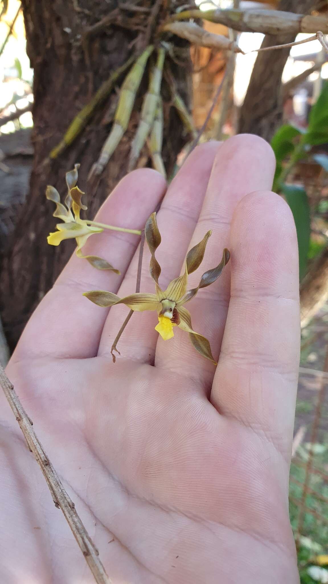 Sivun Dendrobium trilamellatum J. J. Sm. kuva