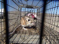 Image of Giant Kangaroo Rat