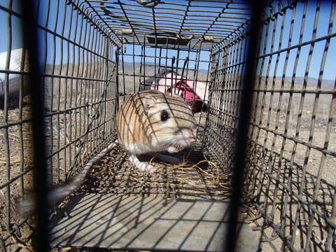 Image of Giant Kangaroo Rat