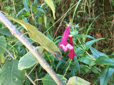 Image of Hartweg's beardtongue