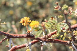 Image of Vachellia pacensis (Rudd & A. M. Carter) Seigler & Ebinger