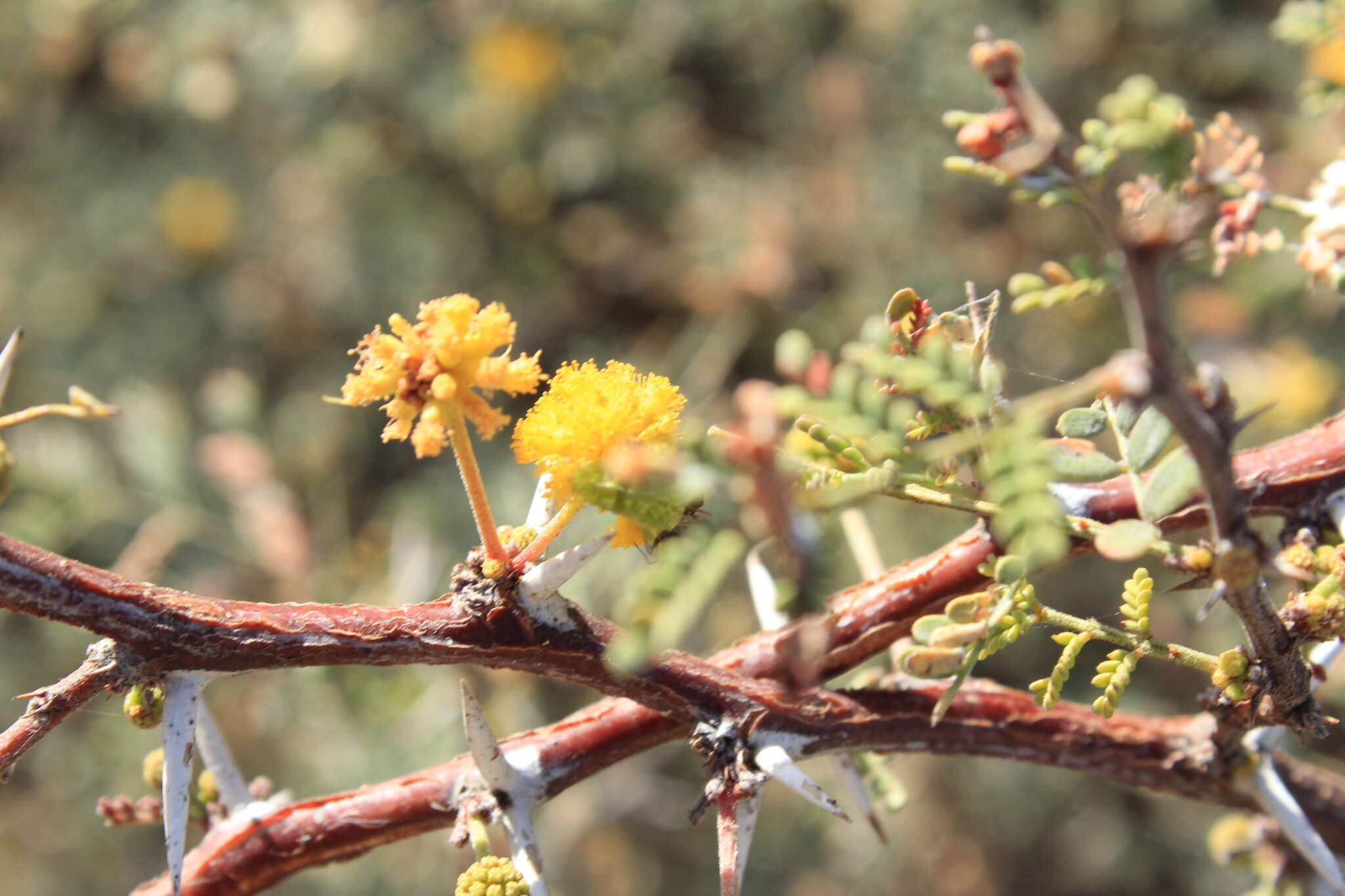 Image of Vachellia pacensis (Rudd & A. M. Carter) Seigler & Ebinger