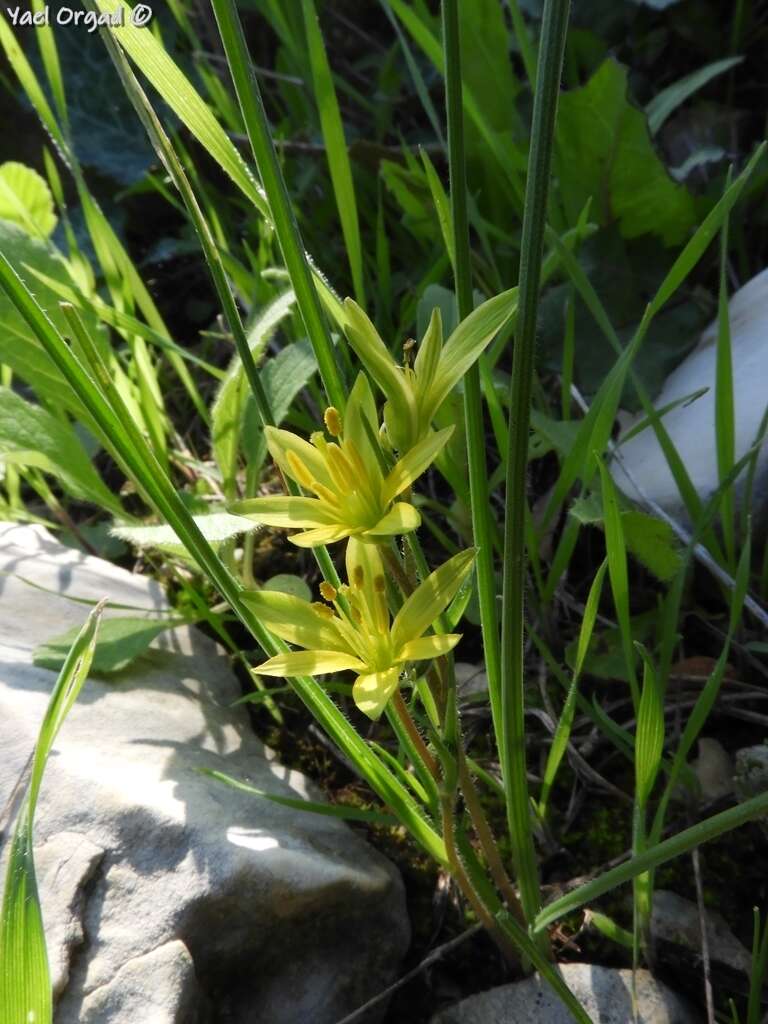 Gagea chlorantha (M. Bieb.) Schult. & Schult. fil.的圖片