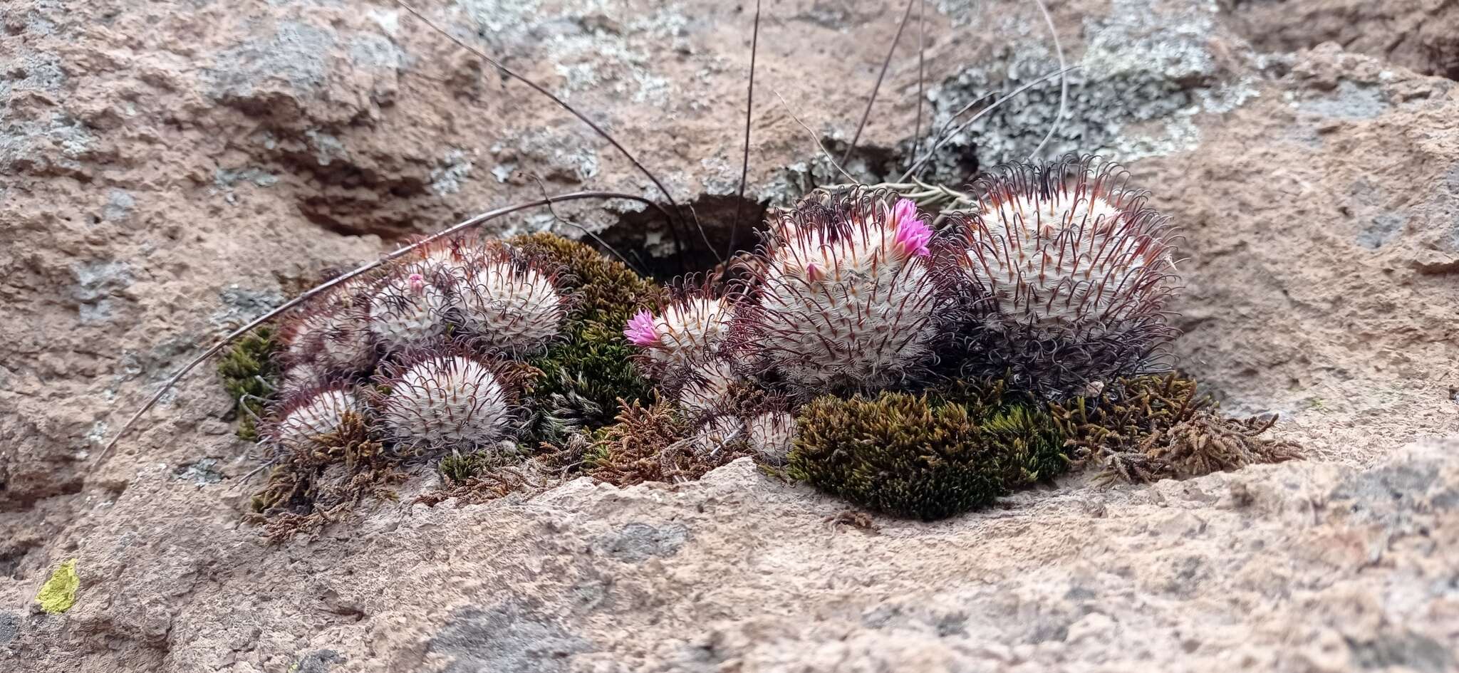 Image de Mammillaria bombycina subsp. perezdelarosae (Bravo & Scheinvar) D. R. Hunt