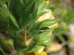 Ononis natrix subsp. natrix的圖片