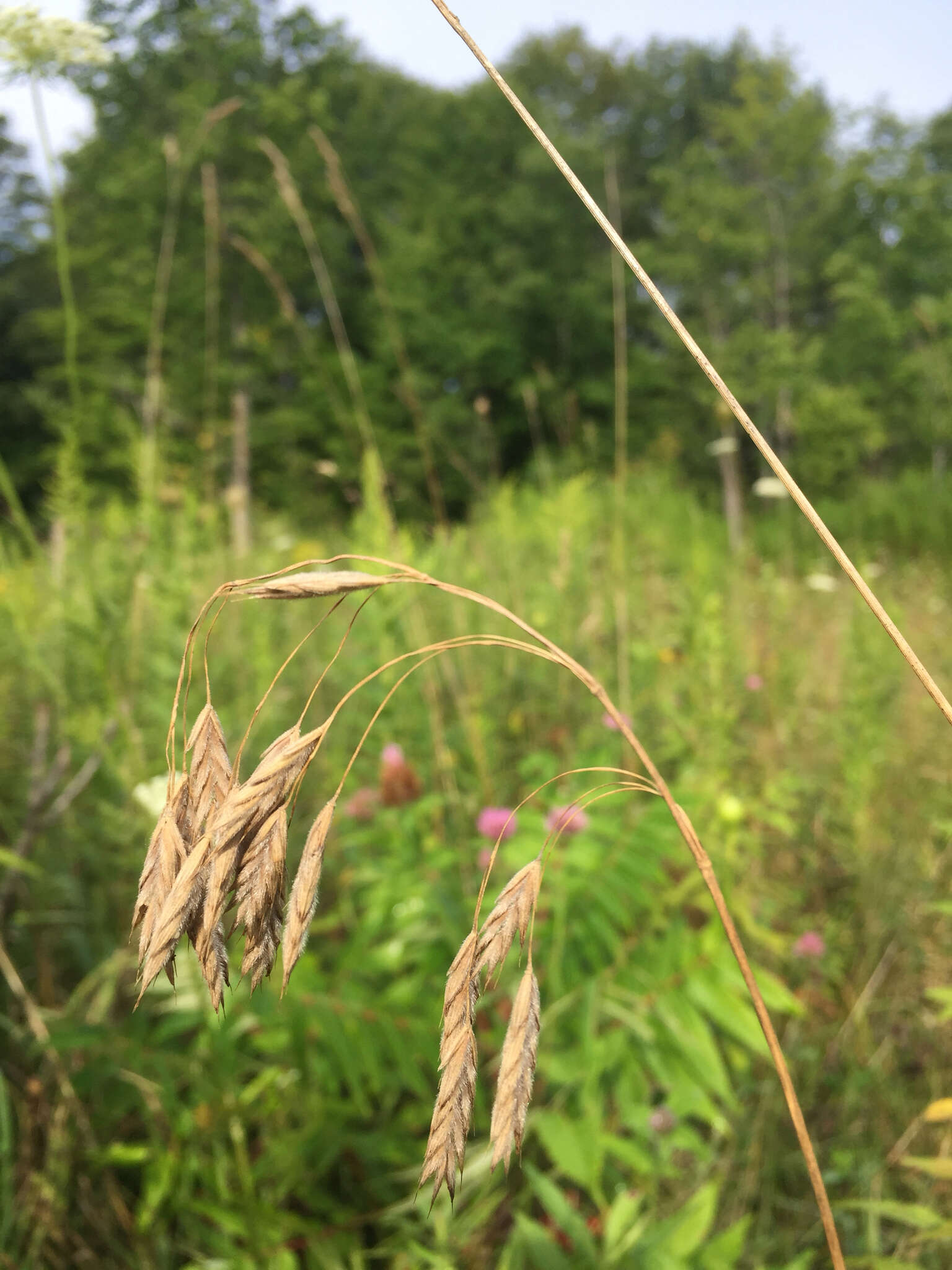 Image of arctic brome