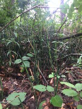 Image of Equisetum hyemale subsp. hyemale