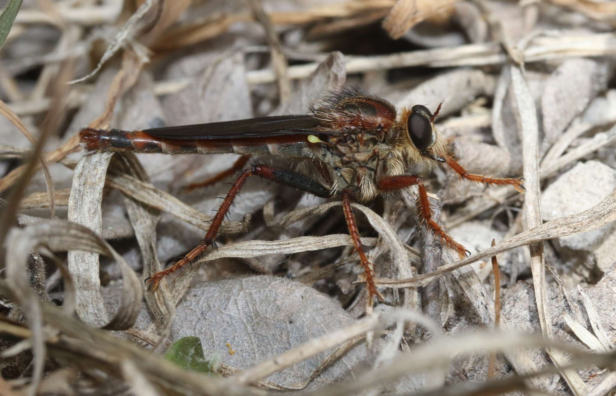 Image of <i>Scleropogon texanus</i>