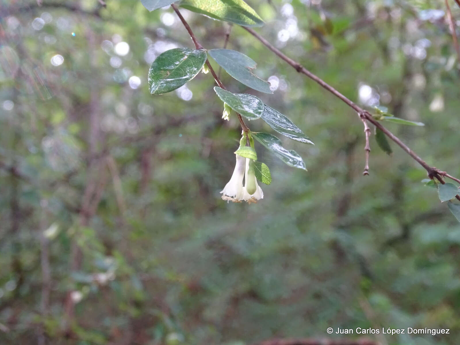 Image of pink snowberry