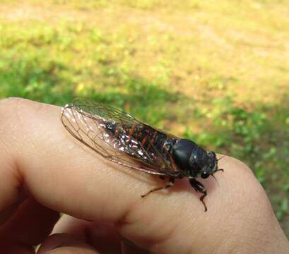 Image of New Forest cicada