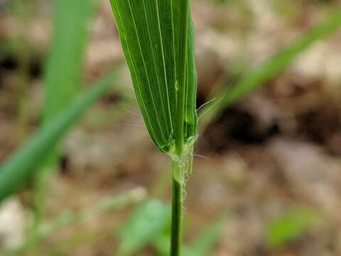 Image of slender rosette grass