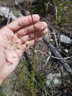 Plancia ëd Brickellia eupatorioides var. floridana (R. W. Long) B. L. Turner