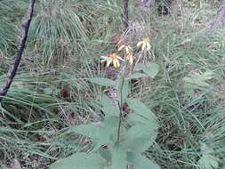 Imagem de Senecio nemorensis L.