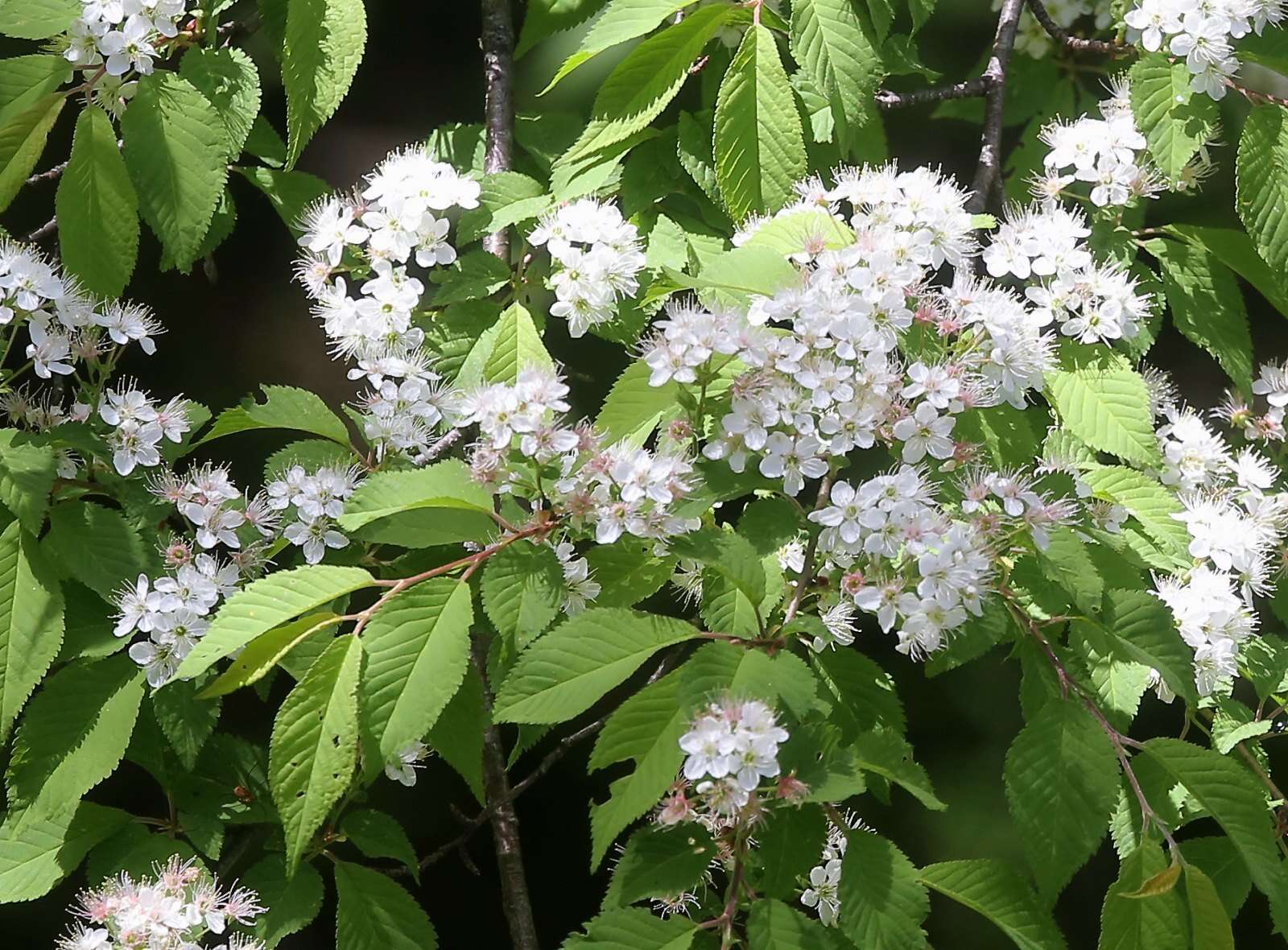 Prunus maximowiczii Rupr. resmi