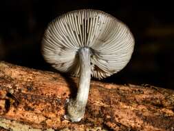 Image of Pluteus velutinornatus G. Stev. 1962