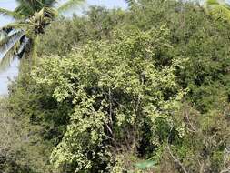 Image de Holoptelea integrifolia (Roxb.) Planch.