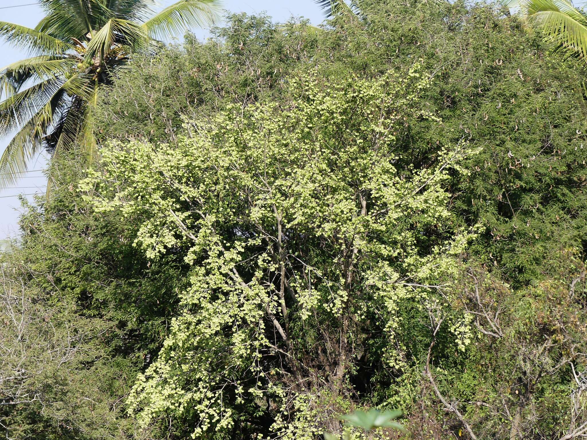Holoptelea integrifolia (Roxb.) Planch. resmi