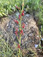 Sivun Indigofera buchananii Burtt Davy kuva