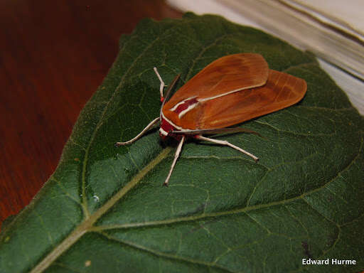 Слика од Amastus coccinator Schaus 1901