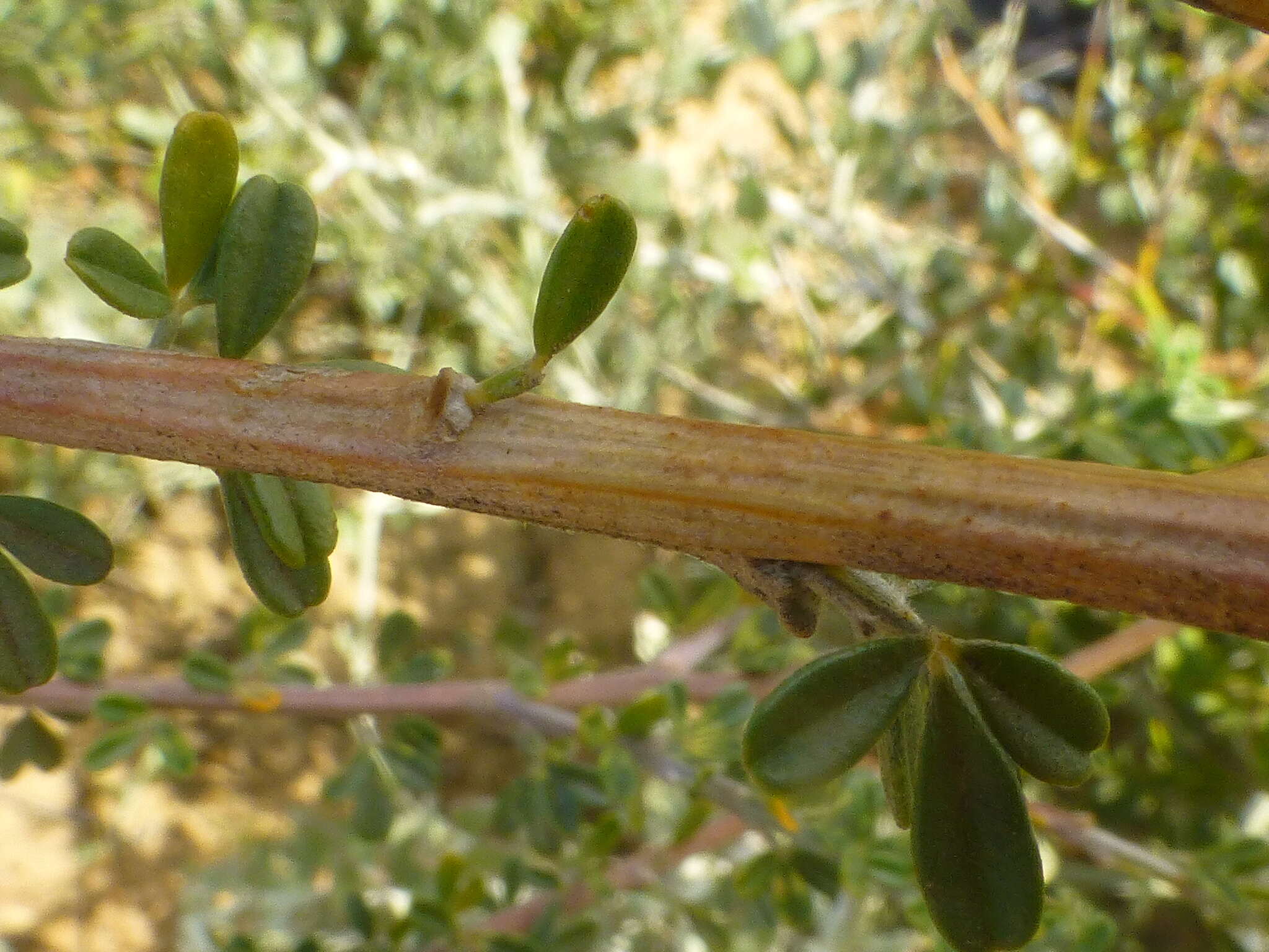 Sivun Wiborgia obcordata (P. J. Bergius) Thunb. kuva