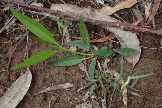 Image of Clematis gentianoides DC.