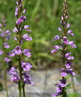 Image de Dactylorhiza iberica (M. Bieb. ex Willd.) Soó