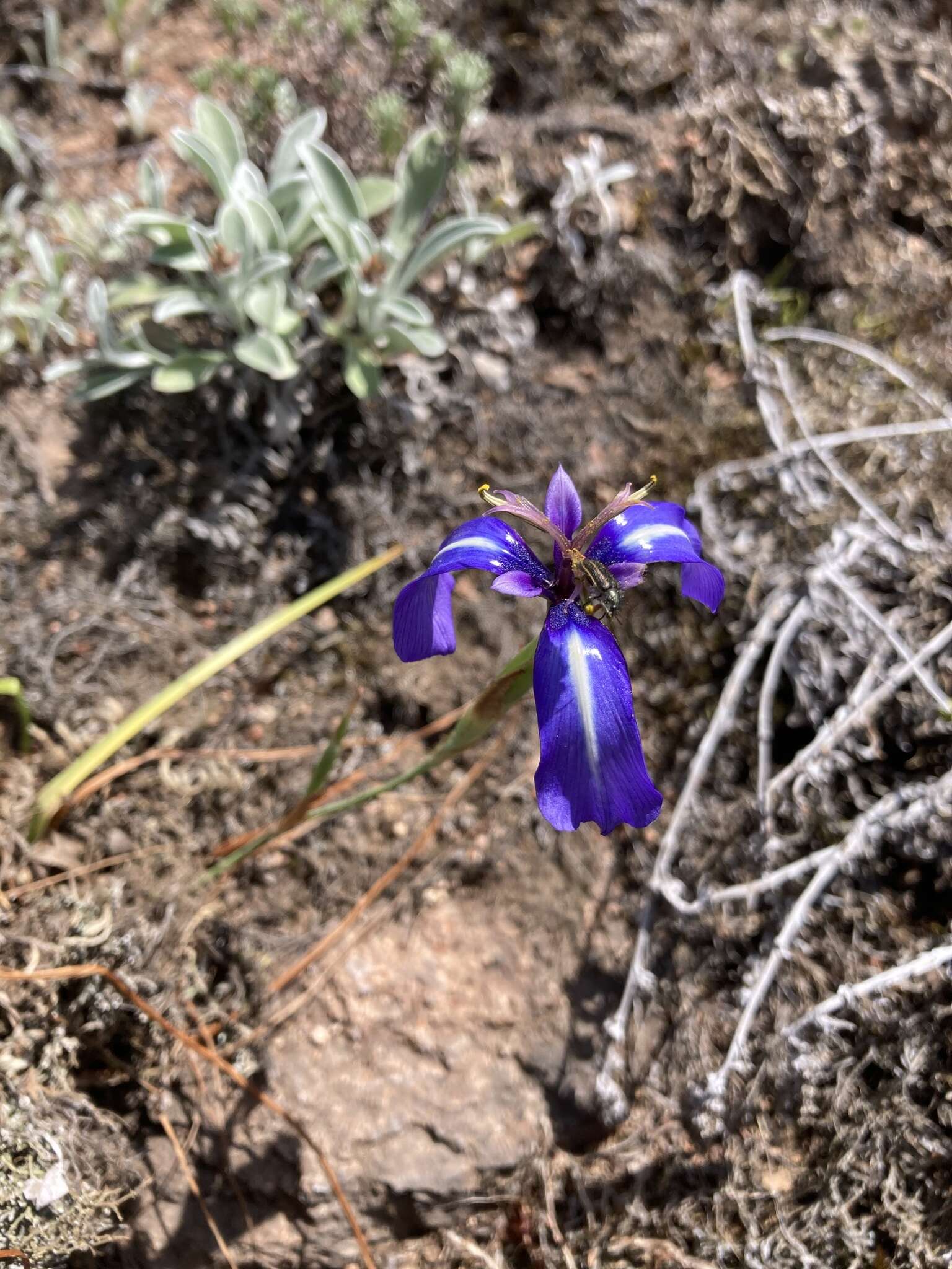 Herbertia pulchella Sweet的圖片