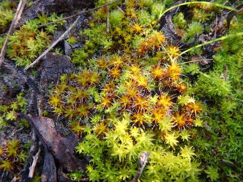 Plancia ëd Syntrichia antarctica Zander 1993