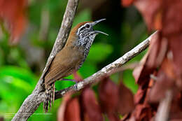 Image of Spot-breasted Wren