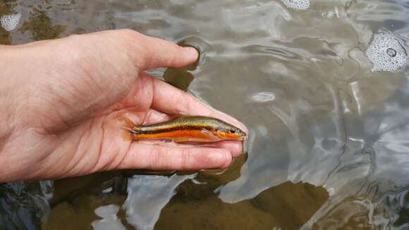 Image of Eastern Blacknose Dace