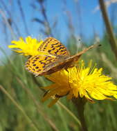 Image of Western Meadow Fritillary