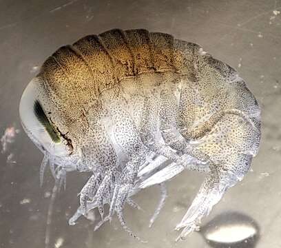 Image of big-eye amphipod