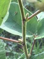 Image of velvetleaf ticktrefoil