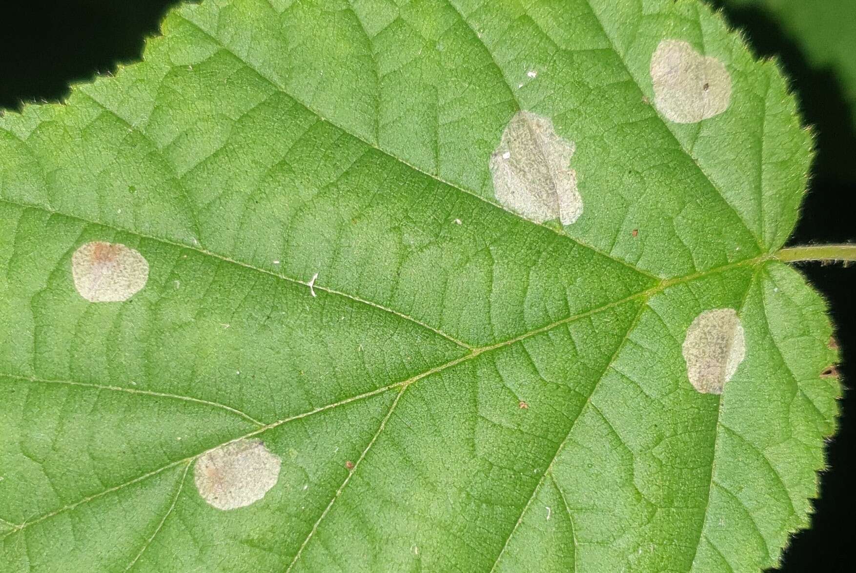 Image de Phyllonorycter coryli (Nicelli 1851)