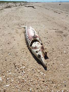 Image of Gulf Sturgeon