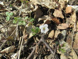 Image of Viola alexandrowiana (W. Beck.) Juz.