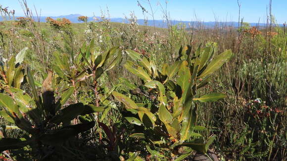 Image of Protea foliosa Rourke