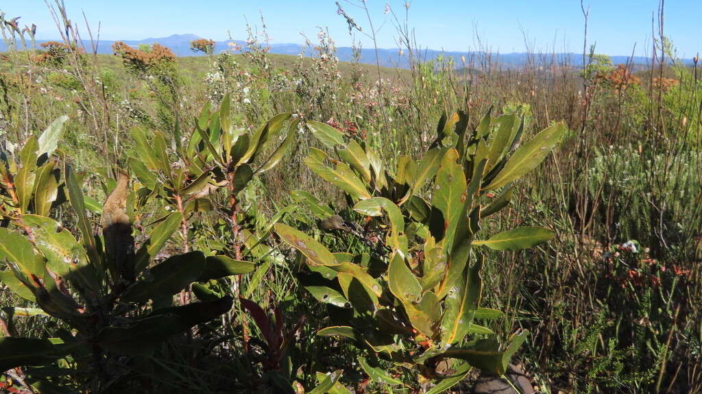 Imagem de Protea foliosa Rourke