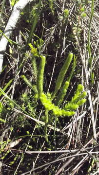 Image of Diphasiastrum zanclophyllum (J. H. Wilce) Holub