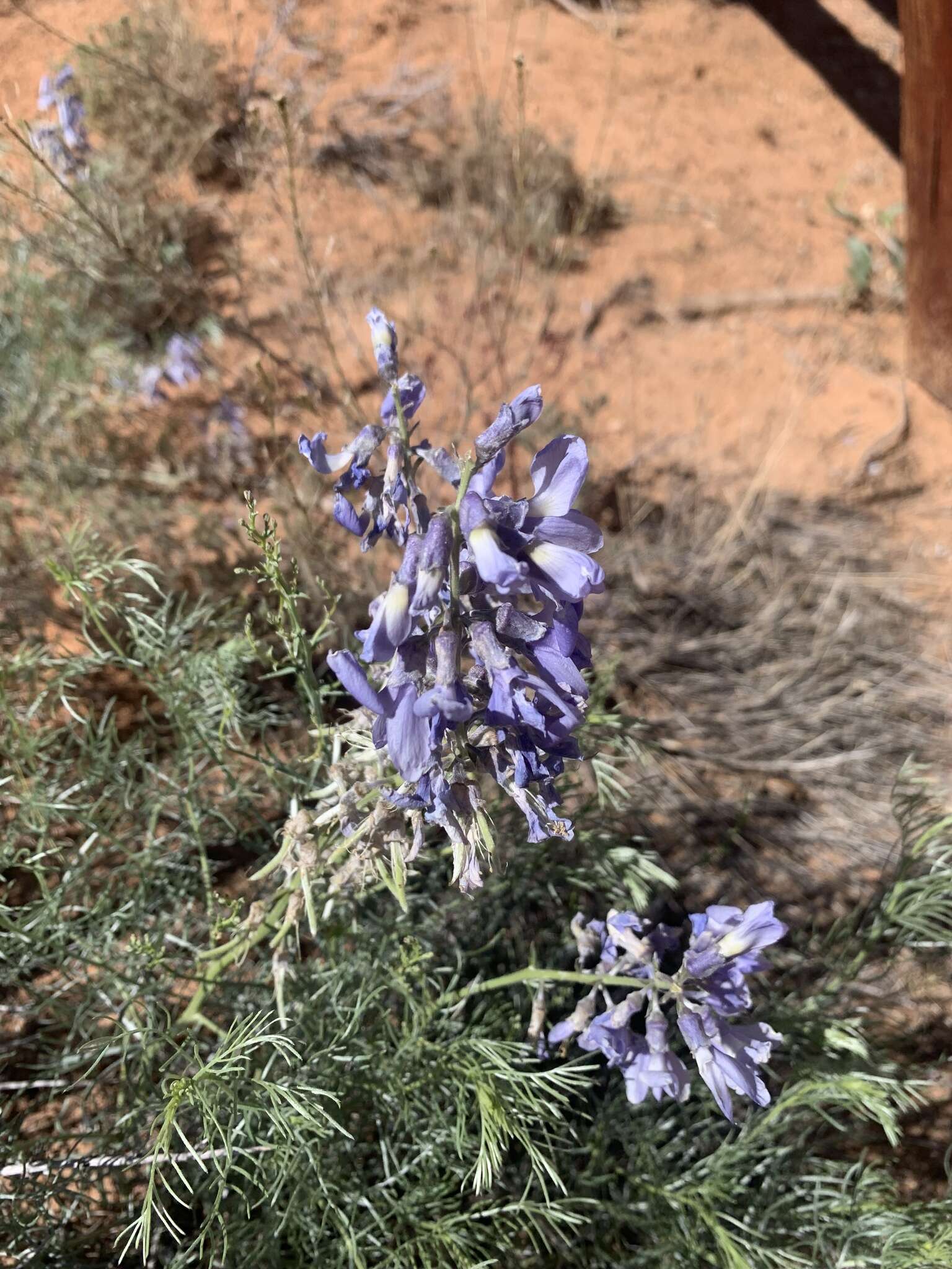 Слика од Sophora stenophylla A. Gray