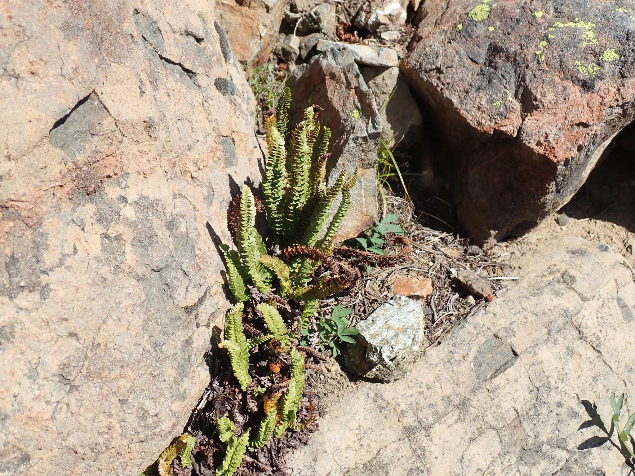 Image de Polystic de Lemmon