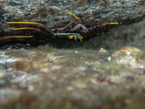 Image of flat rock crab