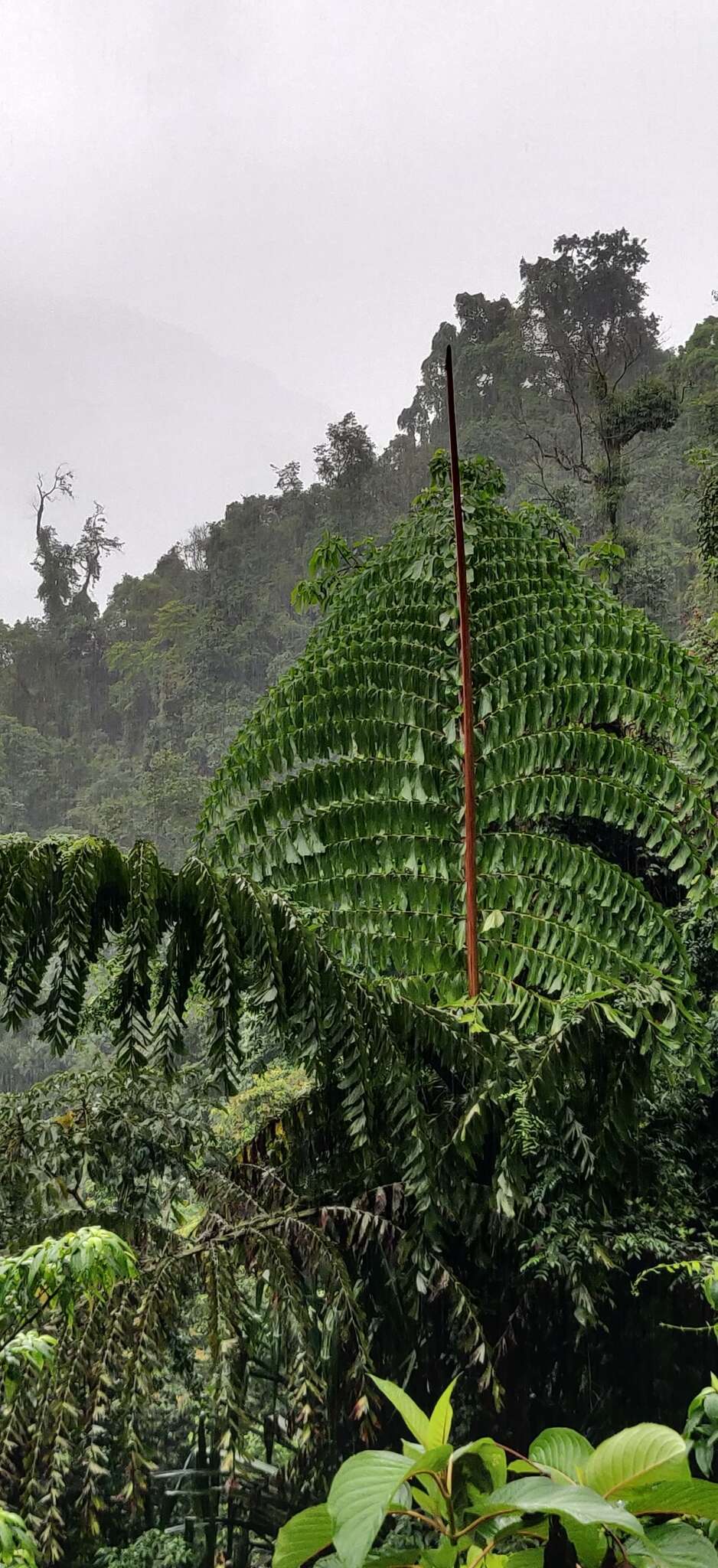 Image of Caryota obtusa Griff.