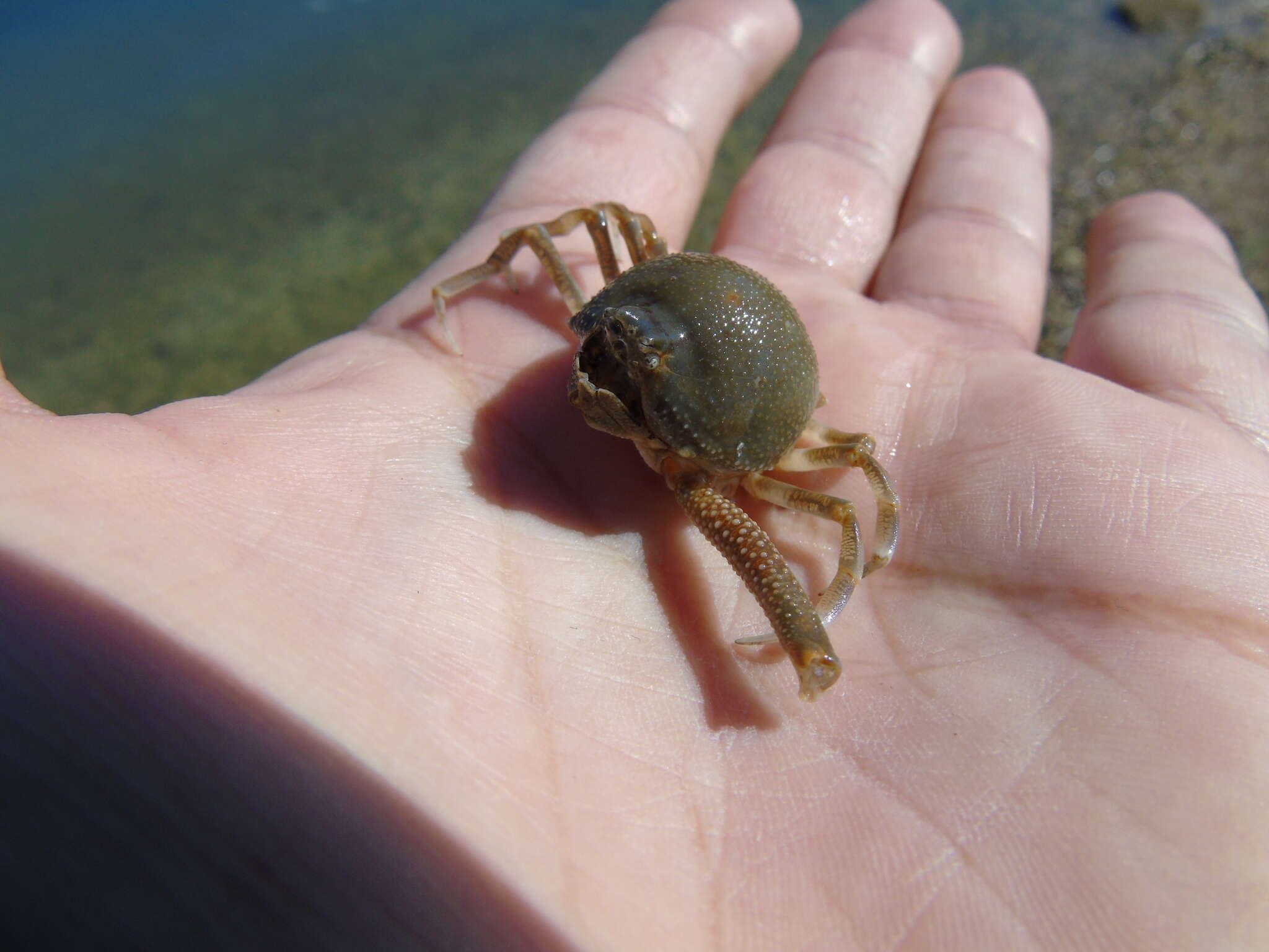 Image of Mediterranean nut crab