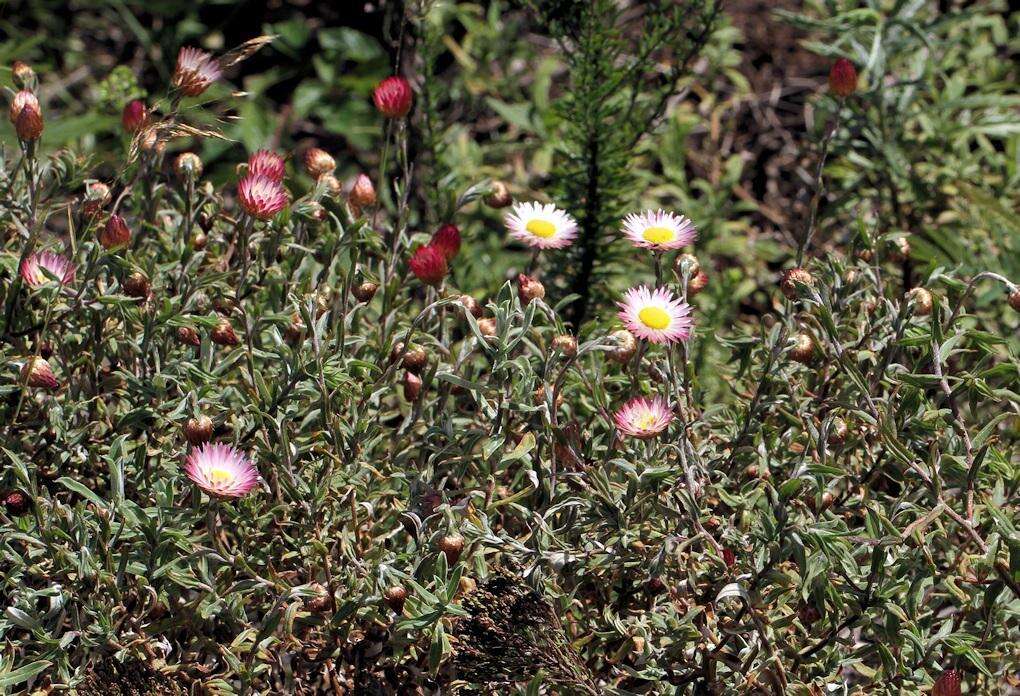 Image of Helichrysum wilmsii Moeser